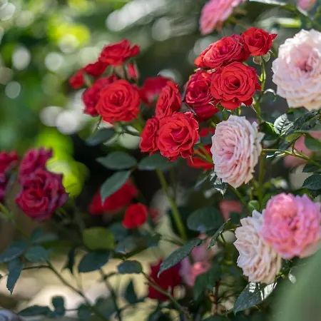 Denise Bed & Breakfast 4*